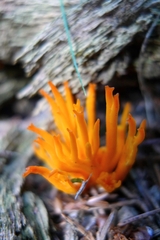 Calocera