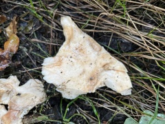 Hydnum repandum