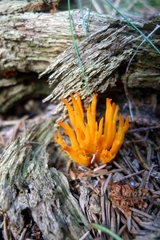 Calocera
