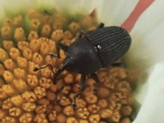 Odontocorynus