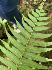 Homalosorus pycnocarpos