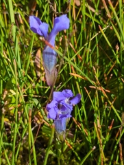 Gentianopsis thermalis