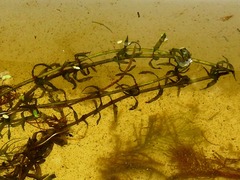 Elodea nuttallii