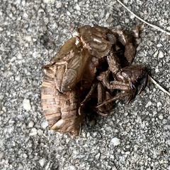 Neotibicen canicularis