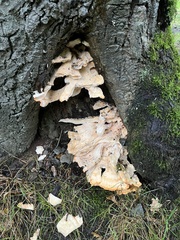 Hydnum repandum