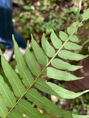 Homalosorus pycnocarpos