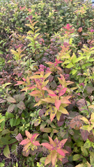 Spiraea japonica