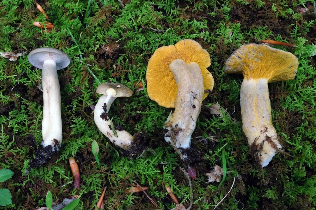 Yellow-green Russula Mold