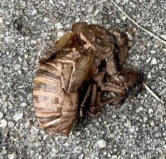 Neotibicen canicularis