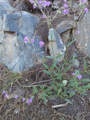 Mirabilis melanotricha