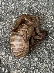 Neotibicen canicularis