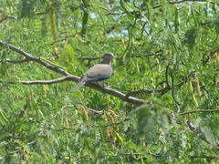 Streptopelia senegalensis