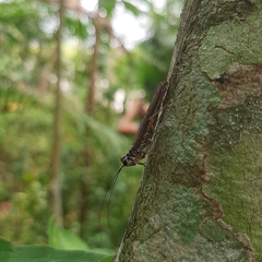 Mantoida