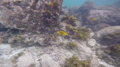 Pomacentrus sulfureus