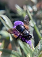 Xylocopa micans