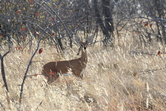 Raphicerus campestris
