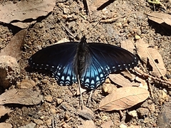 Limenitis arthemis arizonensis