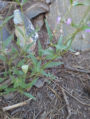 Mirabilis melanotricha