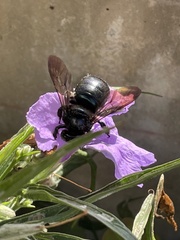 Xylocopa micans