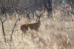 Raphicerus campestris