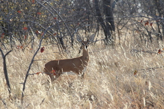 Raphicerus campestris