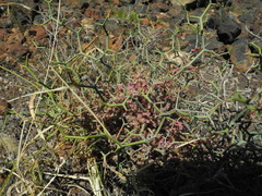 Cuscuta planiflora
