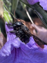 Xylocopa micans