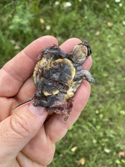 Emydoidea blandingii