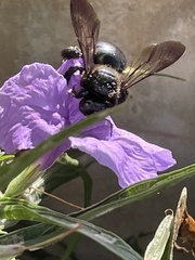 Xylocopa micans