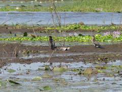 Vanellus crassirostris