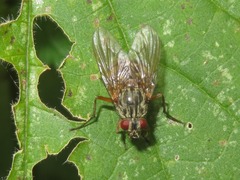 Phaonia valida