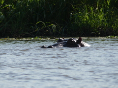 Hippopotamus amphibius