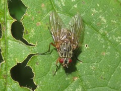 Phaonia valida