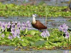 Actophilornis africanus
