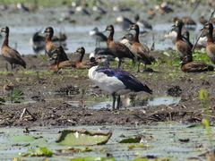 Sarkidiornis melanotos