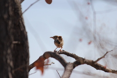 Cisticola fulvicapilla