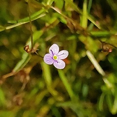Veronica scutellata
