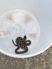 Crotalus adamanteus