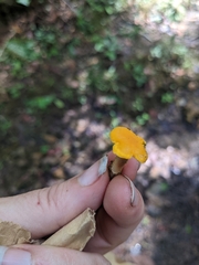 Cantharellus