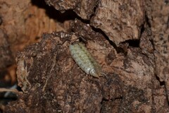 Porcellio monticola