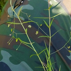 Veronica scutellata