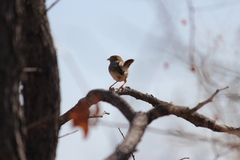 Cisticola fulvicapilla
