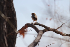 Cisticola fulvicapilla