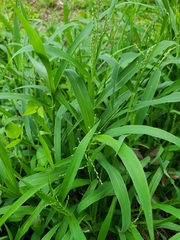 Urochloa ramosa