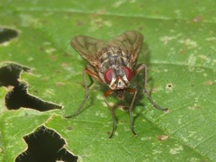 Phaonia valida