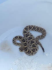 Crotalus adamanteus