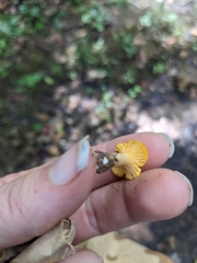 Cantharellus