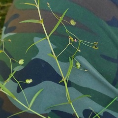 Veronica scutellata