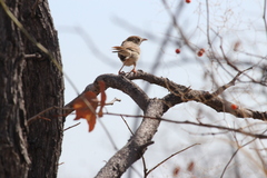 Cisticola fulvicapilla