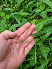 Urochloa ramosa
